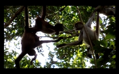 SpiderMonkeys NoSound